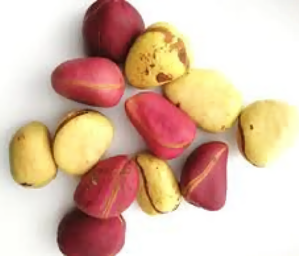 Premium Raw African Kolanut (Cola Nitida) - Natural Caffeine & Cultural Source - 100g to 1kg
