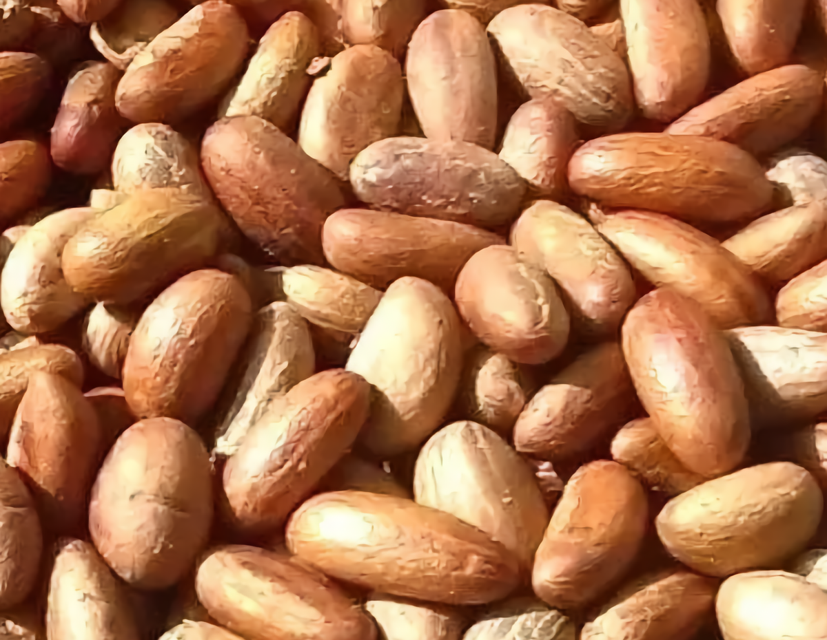 Premium Orogbo (Bitter Kola) - Natural African Health Nut (1kg)